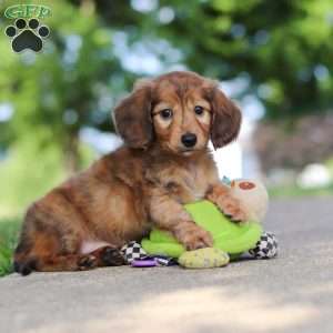 Pocahontas, Dachshund Puppy